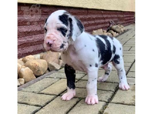 GRAN DANÉS CACHORROS DISPOANBLES PARA REGALO yy